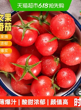 栗贝诺山东产红色小番茄自然成熟现摘现发酸甜可口新鲜水果