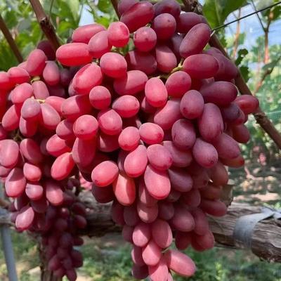 包邮新鲜克伦生无籽红提提子脆甜多汁皮薄无核葡萄