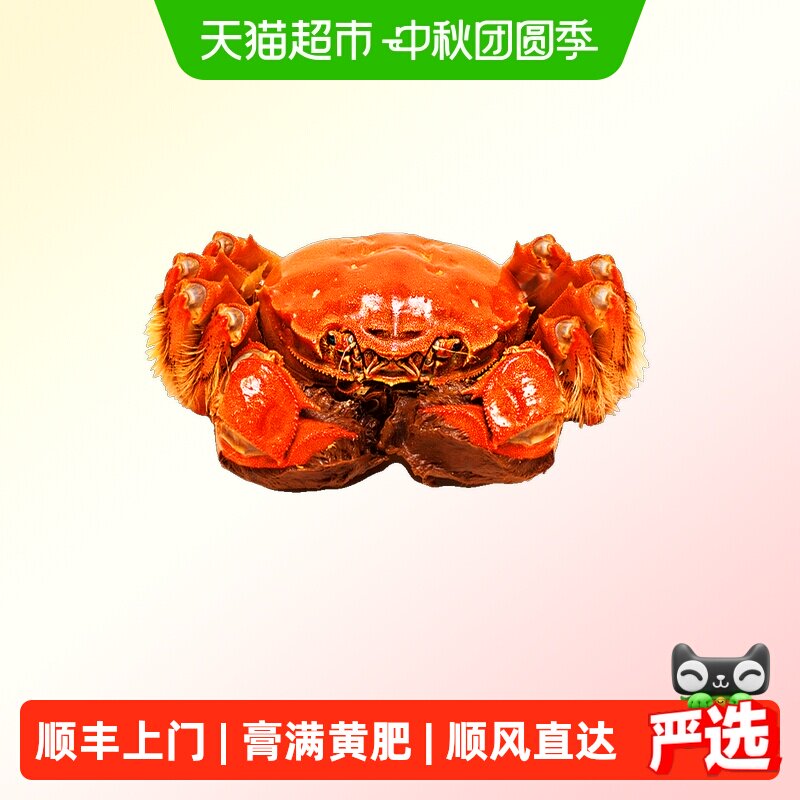 阳澄格调全母蟹鲜活螃蟹大闸蟹