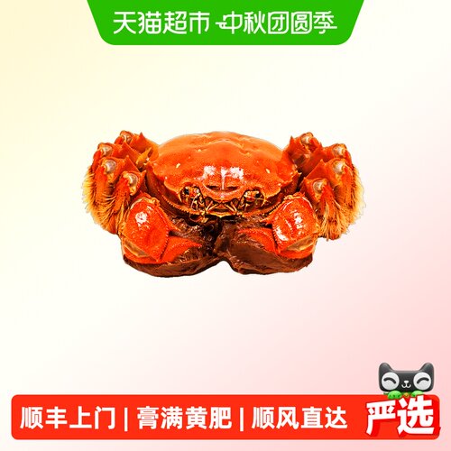 阳澄格调全母蟹鲜活螃蟹大闸蟹