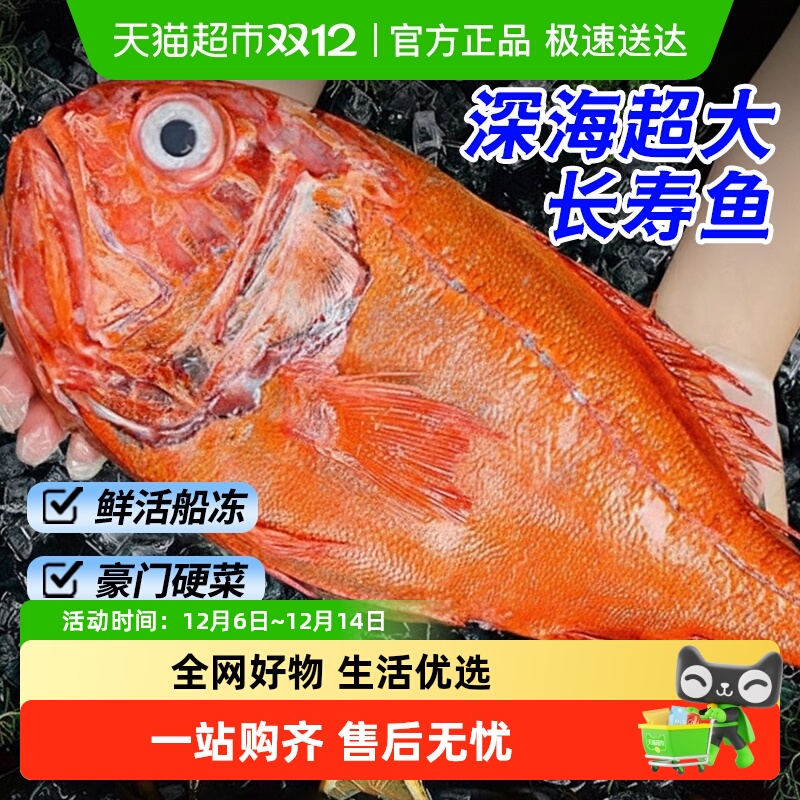海仙部落深海长寿鱼超大海鱼