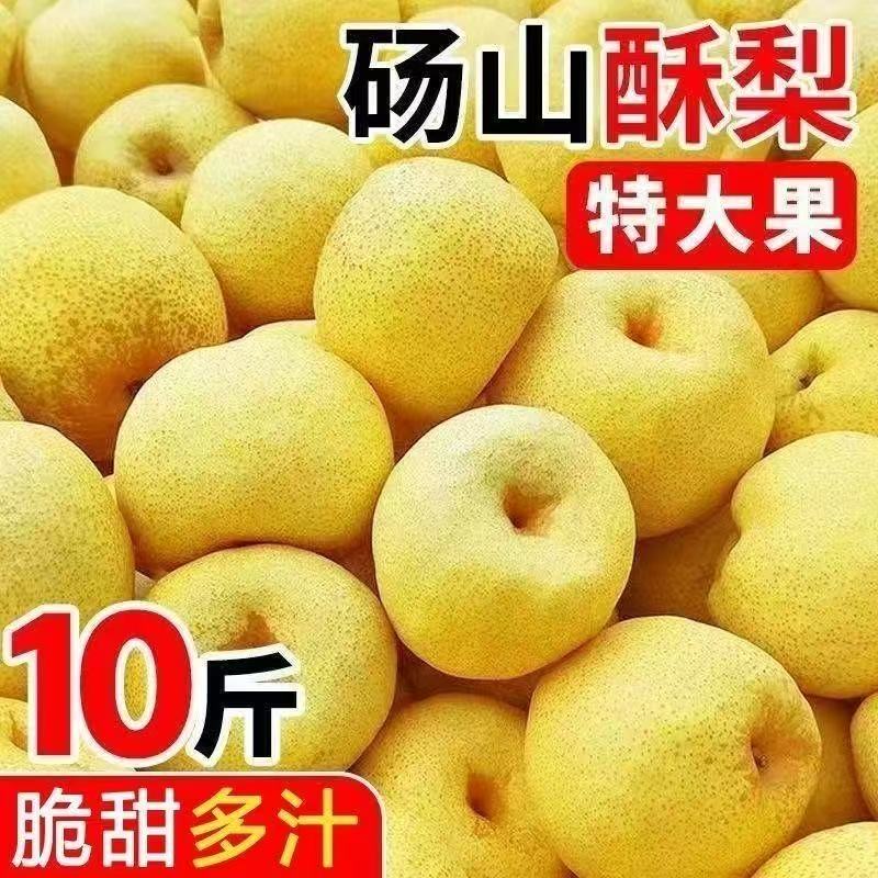 正宗砀山酥梨现摘梨子香梨农家种植应季新鲜水果整箱包邮