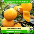 云南蒙自甜枇杷新鲜水果当季 大果高山现摘整箱琵琶水果