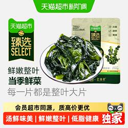 赶海弟鲜裙带菜海带海木耳虾皮汤凉拌菜火锅食材海白菜新鲜捕捞