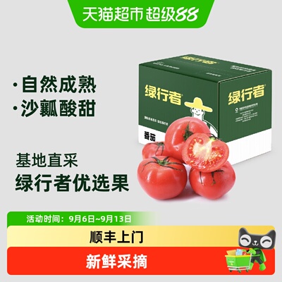 绿行者新鲜采摘番茄