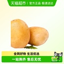 新鲜现挖恩施土豆软糯香甜无筋薯香浓郁家常烹饪百搭食材