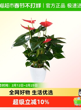 红掌盆栽室内花卉客厅办公室开花类四季好养