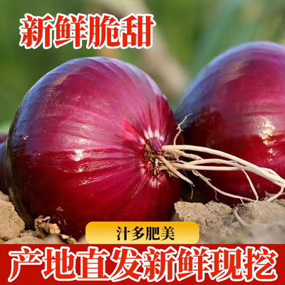 2025年正宗河西二红紫皮洋葱新鲜洋葱头农家自种蔬菜批发包邮