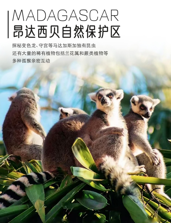 在雨林探险，探寻各种各样的狐猴，鼠狐猴，蓬毛狐猴，嬉狐猴等 漫步在安静祥和的“Mare a Poule d’eau”冰斗内湖，邂逅当地珍奇鸟类 踏上鳄鱼谷令人屏息的吊桥，在惊险与刺激中感受生物们与自然和谐共生 螃蟹船探访 BETANIA 原始海上渔村，用镜头记录他们最朴实的生活