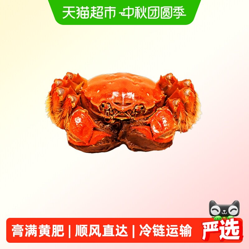 阳澄格调活蟹全母蟹鲜活大闸蟹