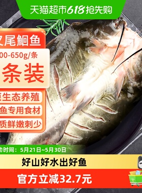 钓鱼记广东叉尾鮰鱼清江鱼二去净重冷冻烤鱼红烧烤500g-650g*3条