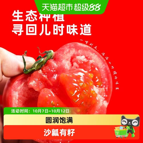 康沙沙瓤番茄生态种植新鲜美味
