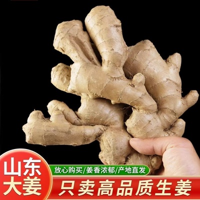 山东特级水洗正宗生姜风干大姜现挖黄姜新鲜月子批发老姜姜块