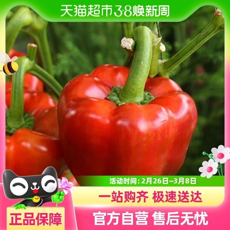 ��Բ��500g�콷ɽ������Բ����ʽ�����ˮ����̫�ս�����������