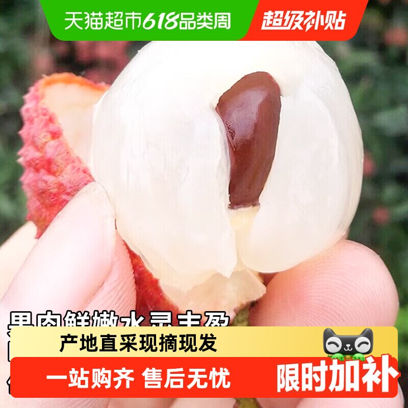 广东白糖罂荔枝新鲜水果当季爆甜新鲜采摘精挑细选