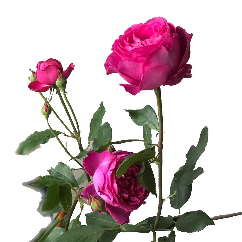 伊芙芳香花园庭院花卉地栽