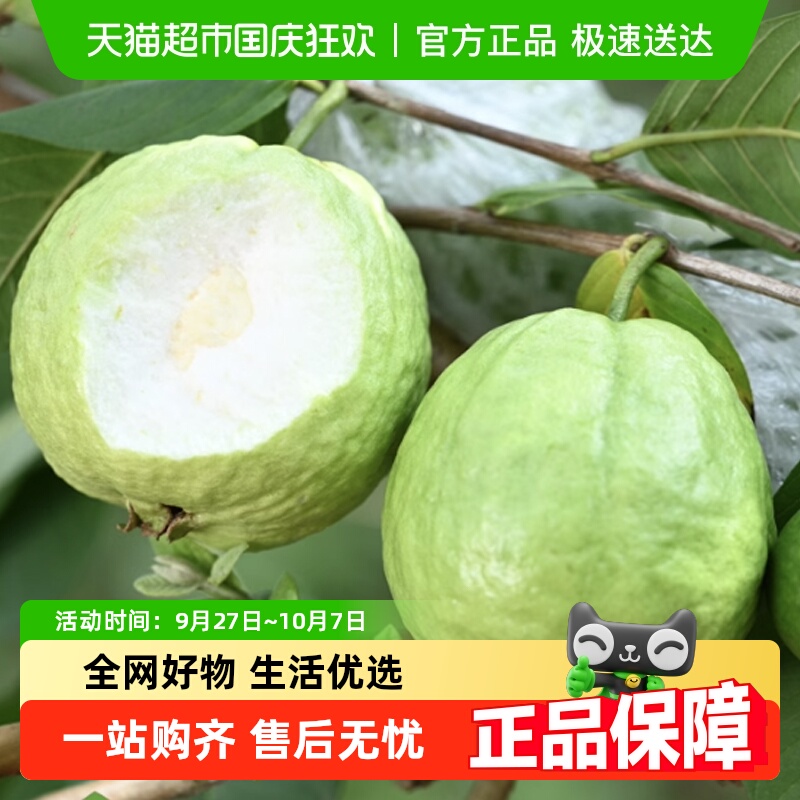 胡鲜森白心芭乐番石榴