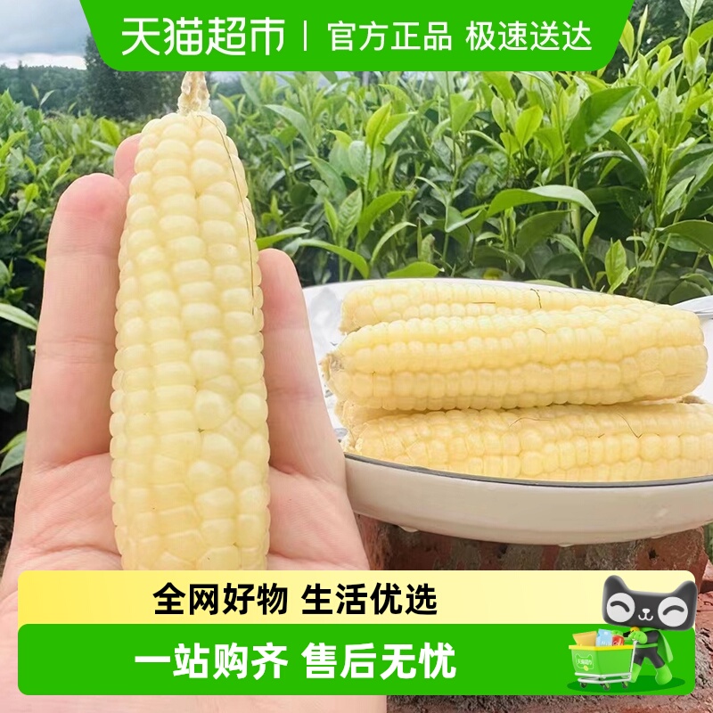 胡鲜森食品新鲜当季嫩甜糯玉米