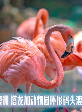 澳大利亚旅游 悉尼塔龙加动物园门票Taronga-zoo 往返渡轮船票