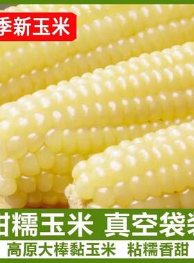 东北白糯玉米棒新鲜黏玉米10支非转基因鲜食玉米营养早餐香甜软糯