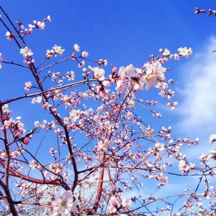 新疆旅游伊宁出发吐尔根杏花谷赛里木湖那拉提草原精品小团5日