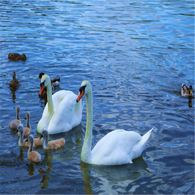 海口天鹅湖大门票