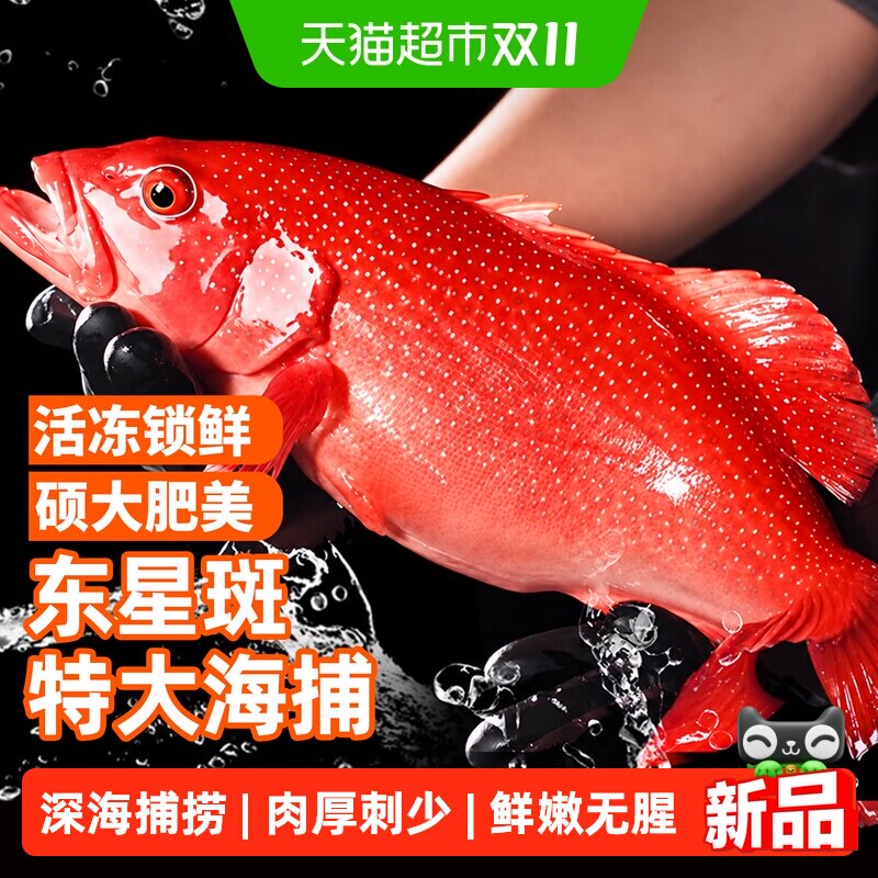 东星斑鲜活冷冻深海鱼特大红石斑鱼星斑船冻清蒸海鲜水产新鲜食材