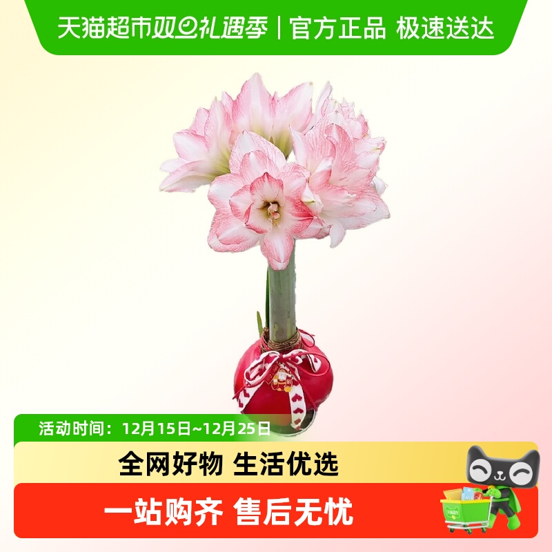 朵屿花间蜡封朱顶红种球花卉