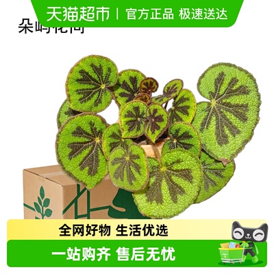 朵屿花间秋海棠福寿鳟鱼盆栽