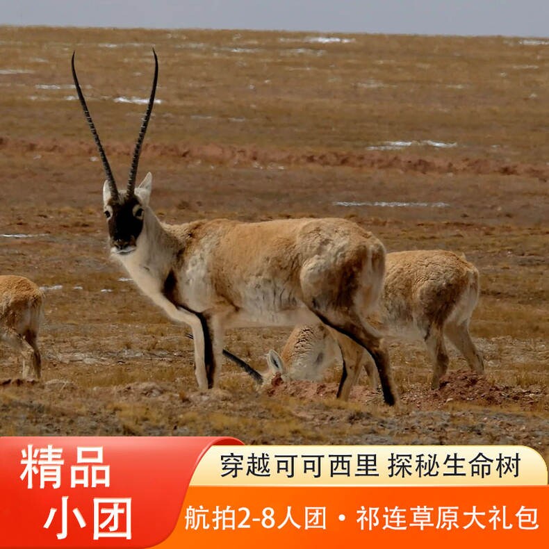生命树可可西里含门票兰州西宁青海甘肃西北大环线9天8晚纯玩小团