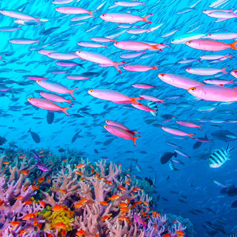 直飞斐济，可申请全国联运！30公斤托运行李额，无需为托运烦恼 斐济海水如宝石般闪耀，能见度超高，浮潜可邂逅五彩珊瑚与热带鱼群 早上抵达，晚上离开，轻松享受，一落地就感受地道海岛热情 从浅滩的蒂芙尼蓝渐变为深海的墨蓝，随手都是大片，轻松开启海岛度假