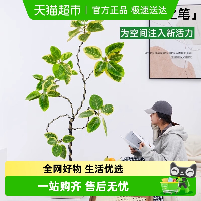 无忧农夫花叶橡皮树造型绿植