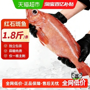 海仙部落冰岛红石斑鱼鲜活冷冻超大深海新鲜龙胆大眼富贵鱼