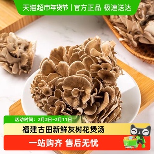 福建古田新鲜灰树花煲汤火锅炒菜食用菌提鲜食材非干货