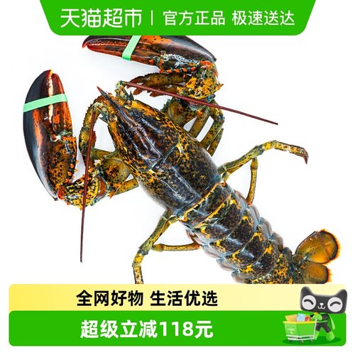 企业购渔传播鲜活波士顿大龙虾