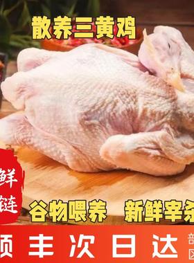 顺丰包邮 农家散养三黄鸡正宗土鸡童子鸡整只新鲜走地鸡笨鸡