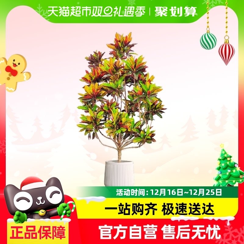 ��Ҷľ������ֲ���Ա�ɫľ����������������լ���������ļ�»ֲ��