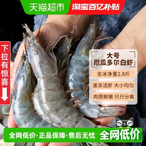 厄瓜多尔产地大虾特大净重无冰