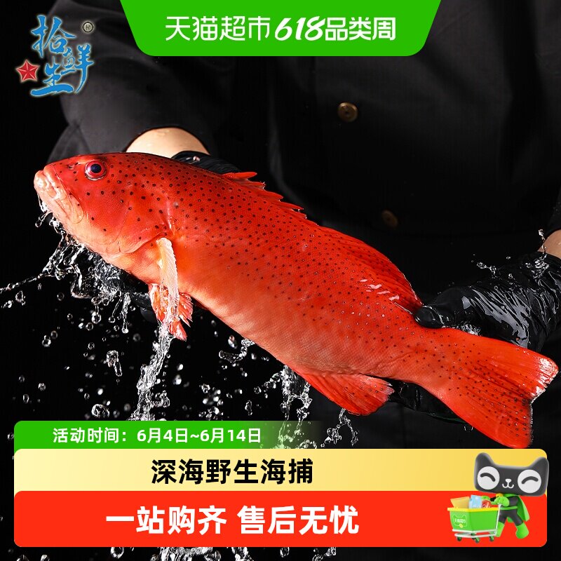 拾鲜生深海海捕东星斑 (去肚去腮)海鲜冷冻瓜子鱼斑鱼生鲜鱼类