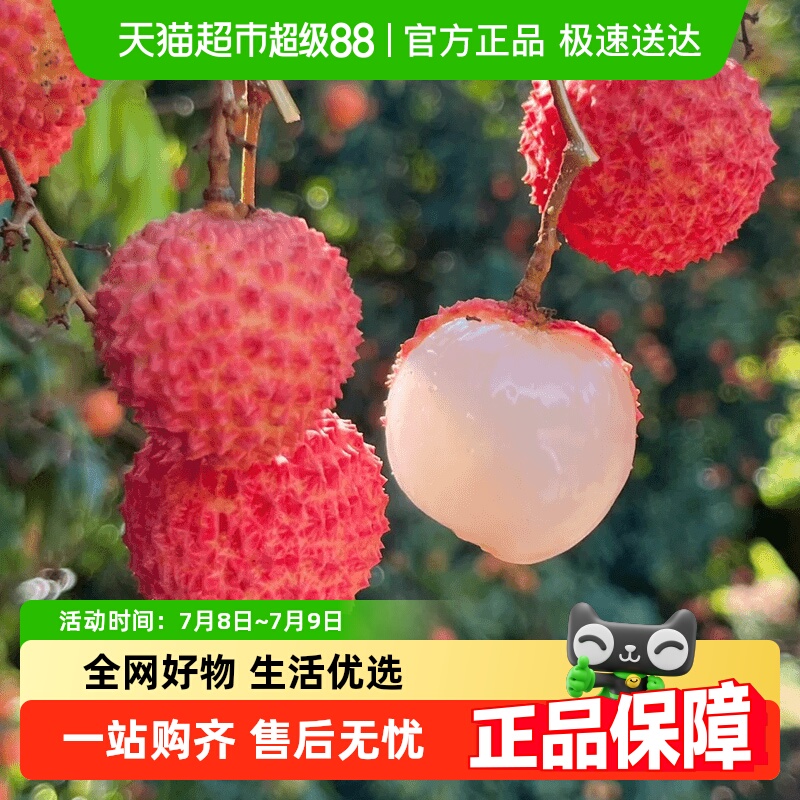 2025新果广东桂味荔枝新鲜水果当季糯米白糖糍纯老树