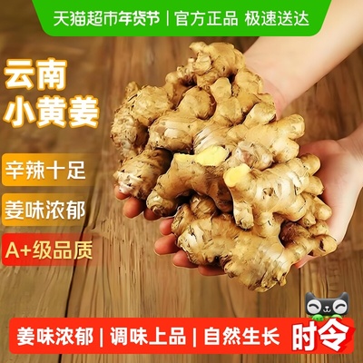 京运达云南小黄姜新鲜现挖