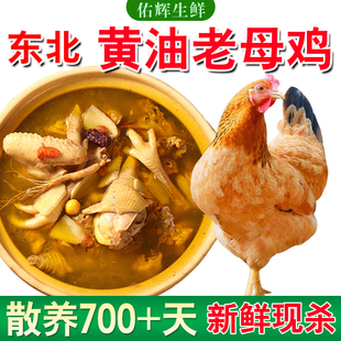 东北正宗2年老母鸡土鸡草鸡柴鸡孕妇月子鸡走地鸡黄油粮食散养