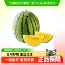 新鮮水果現(xiàn)摘富曬黃壤當季 特小鳳西瓜應(yīng)季 早熟冰淇淋薄皮多汁