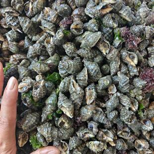 辣螺海鲜苦螺海螺盘螺辣菠萝野生疣荔枝螺东风螺青螺辣玻螺