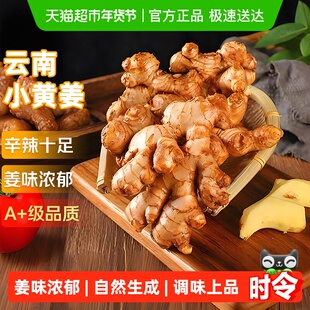 云南小黄姜红河新鲜生姜老姜现挖高山沙姜土姜种子蔬菜