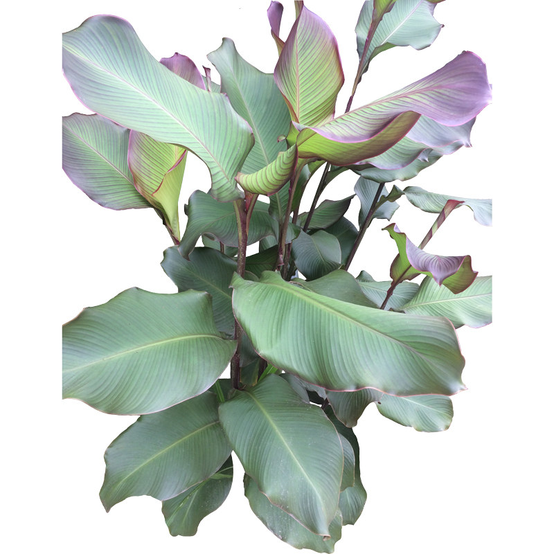 蕉芋旱藕番鬼可种植庭院园林绿化