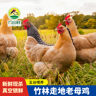 散养黄油黑脚老母鸡皖南土鸡整只冷冻新鲜优质母鸡包邮美味烹饪