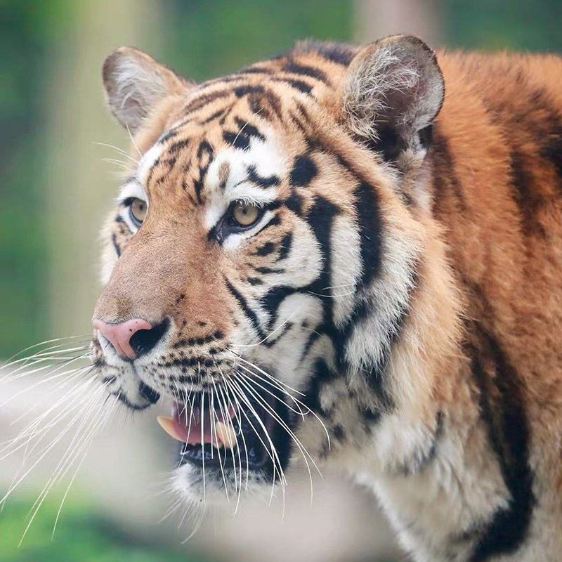 【跟团一日游】上海野生动物园单门票+马戏/游船可选 需提前预约,度假线路/签证送关/旅游服务,境内跟团游,淘宝优惠券,粉丝福利购,淘宝优惠卷