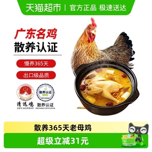 天农供港清远鸡老母鸡农家散养365天走地老母鸡 月子鸡汤散养