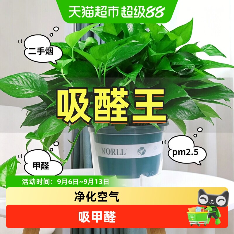 德沃多绿萝水培净化空气不易烂根图片